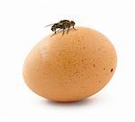 home fly sitting on egg isolated on white