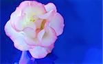 delicate rose on a reflective blue background