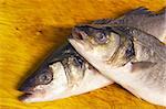 heads of the sea bass fish