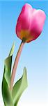 Vector - Realistic fresh pink tulip against blue sky using gradient mesh.