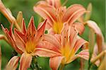 Closeup of three daylilies in orange tones