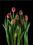 Bunch of red-orange tulips isolated on black