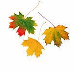 Abstract of three maple leaf leaves in the colors of fall, set against a white background.