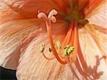 Closeup of the insides of a lovely orange amaryllis flower.