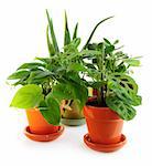 Assorted green houseplants in pots isolated on white background
