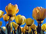 Field with yellow tulips