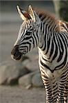 Young zebra is standing in the sun