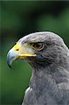 Falcon in profile