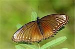 stripped black crow butterfly and leaf in the gardens