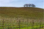 Vineyard hillside and lone trees on an early spring day.