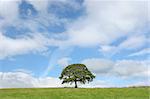 Oak tree in summer standing alone in a field with a small fence to one side. Set against a blue sky with alto cumulus clouds.