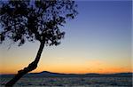 Image shows the silhouette of an inclined shoreline tree against a romantic mediterranean dusky sky