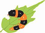 Illustration of an orange caterpillar eating a leaf