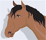 Illustration of a muscular horse with black hair in light back ground