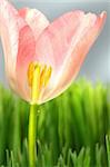 Inside of a pink tulip in the grass