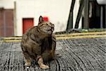 cat and old building