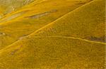 Yellow colored dry hil with sheeps. Italy