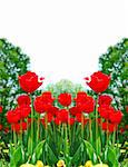 Floral background of bright red tulips blooming in a spring garden