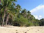 jungle fringed beach near puerta galera the philippines