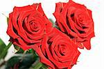 Close view of three beautiful red roses