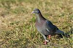 single wild turtle-dove on the grass, selective focus