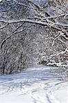 Path in winter forest after a snowfall