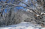 Path in winter forest after a snowfall