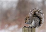 Gray squirrel perched on a wooden post
