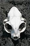 An animal skull bleached by the sun on Rangitoto Island, Hauraki Gulf, New Zealand