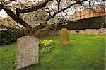 Trees in blossom at overbury court worcestershire.