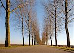 road and line of trees with clear blue sky