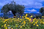 wild flowers in olive grove in the Galilee, Israel