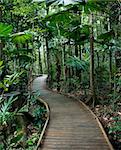 Wooden boardwalk through forest in  Daintree Rainforest, Australia.