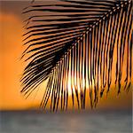 Palm frond at sunset over ocean and Maui, Hawaii.