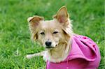 picture of a brown dog in a pink shirt lying on the grass lifting it head up