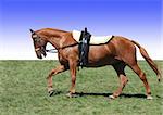 Chestnut stunt horse with vaulting saddle