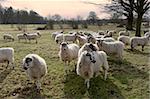 A herd of sheep, animals on farm illustrating farming, agriculture, wool, livestock and animals.