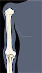 Illustration of human hand bone