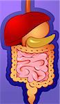 Illustration of internal digestive system
