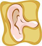 Illustration of human outer ear