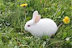 White Easter rabbit grazes in green meadow with dandelions