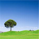 Tree in green field with deep blue sky