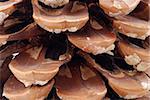 Pine cone macro with pitch - natural background