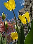 tulips (Tulipa gesneriana) by stone church; looking skyward with back lighting... pink flowering dogwood in background  [Note: lighter, cleaned up version of much earlier submission]