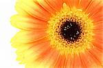 close up on a gerbera flower