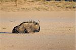 Black wildebeest resting in the afternoon heat in the Kalahari