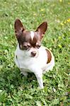 sweet small chihuahua in the green grass