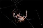 spider in his web at night, close-up