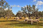 Rural picture of a flock of sheep in an olive tree field. Picture taken in Kalamata, Greece