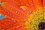 close-up of orange flower and drops of dew